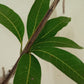 Blue-Mango Fruit plant and Tree