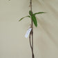 Blue-Mango Fruit plant and Tree