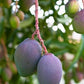 Blue-Mango Fruit plant and Tree