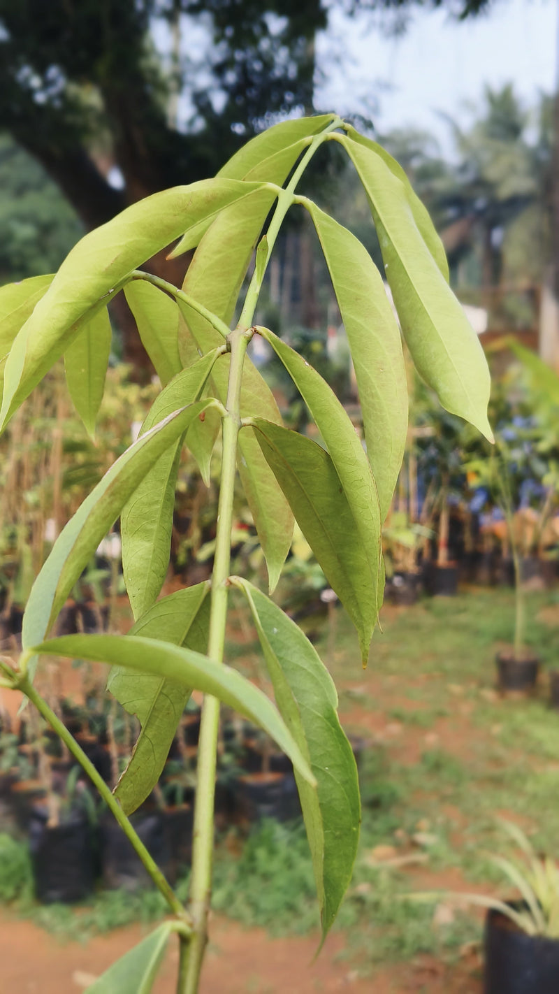 Mahkota Dewa - Fruit Plants & Tree