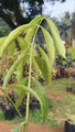 Mahkota Dewa - Fruit Plants & Tree