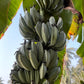 Blue Java Banana / Musa accuminata - Fruits plant & Tree