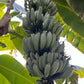 Blue Java Banana / Musa accuminata - Fruits plant & Tree