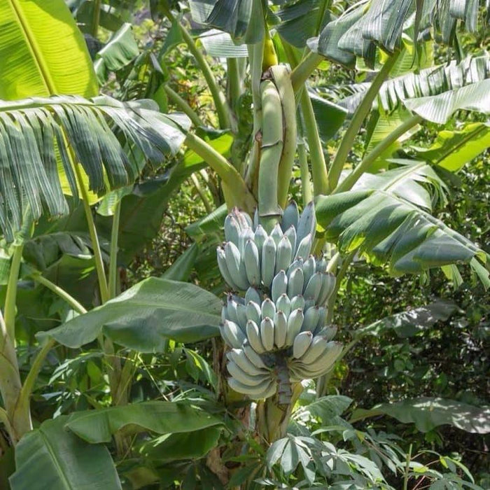 Blue Java Banana / Musa accuminata - Fruits plant & Tree — Saharanpur ...
