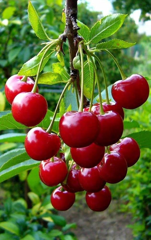 Sweet cherry - Fruits Plant & Tree — Saharanpur Nursery