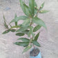 Rose Apple - Fruit Plant