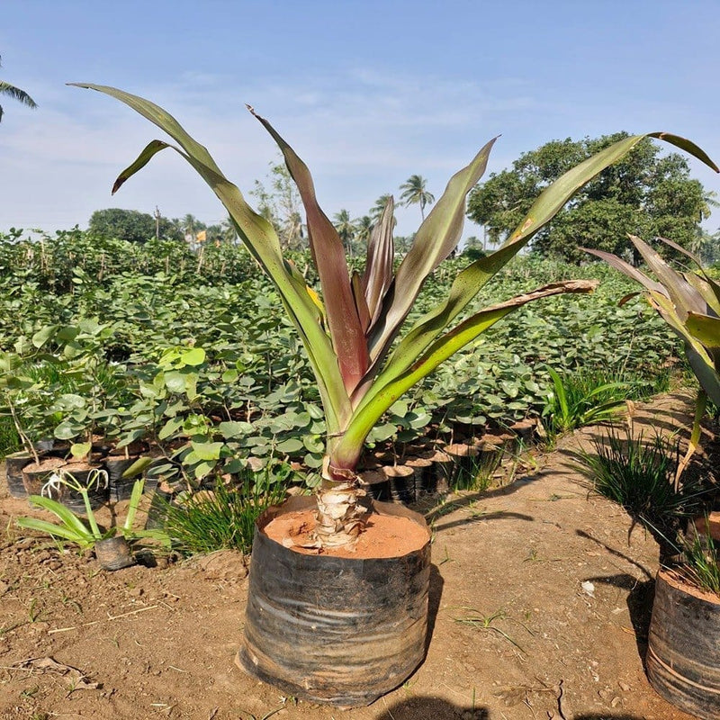 Crinum Lily – Bulk Ornamental Foliage Plant Supplier
