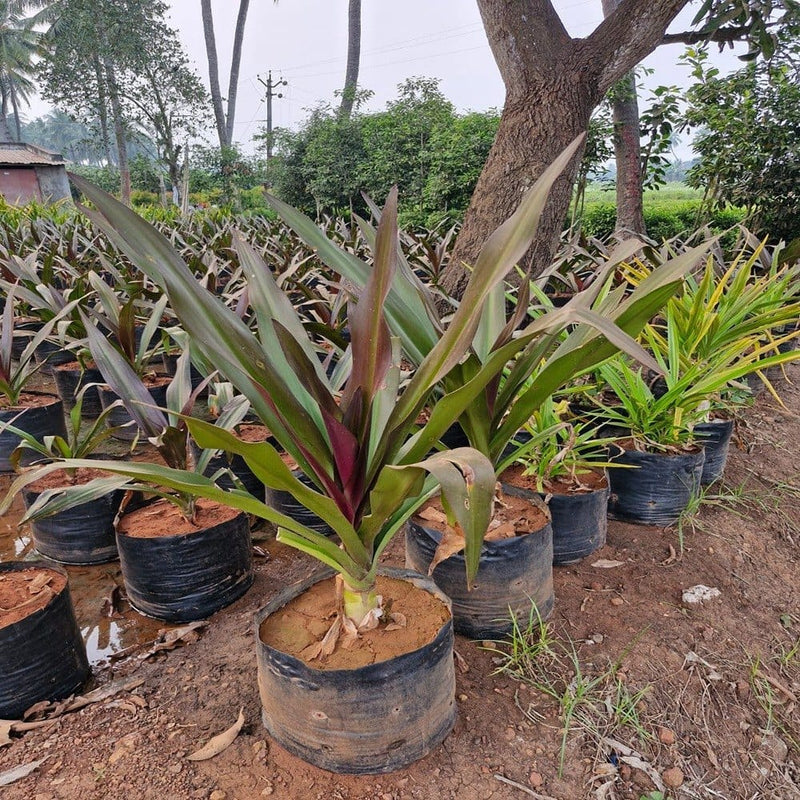 Crinum Lily – Bulk Ornamental Foliage Plant Supplier