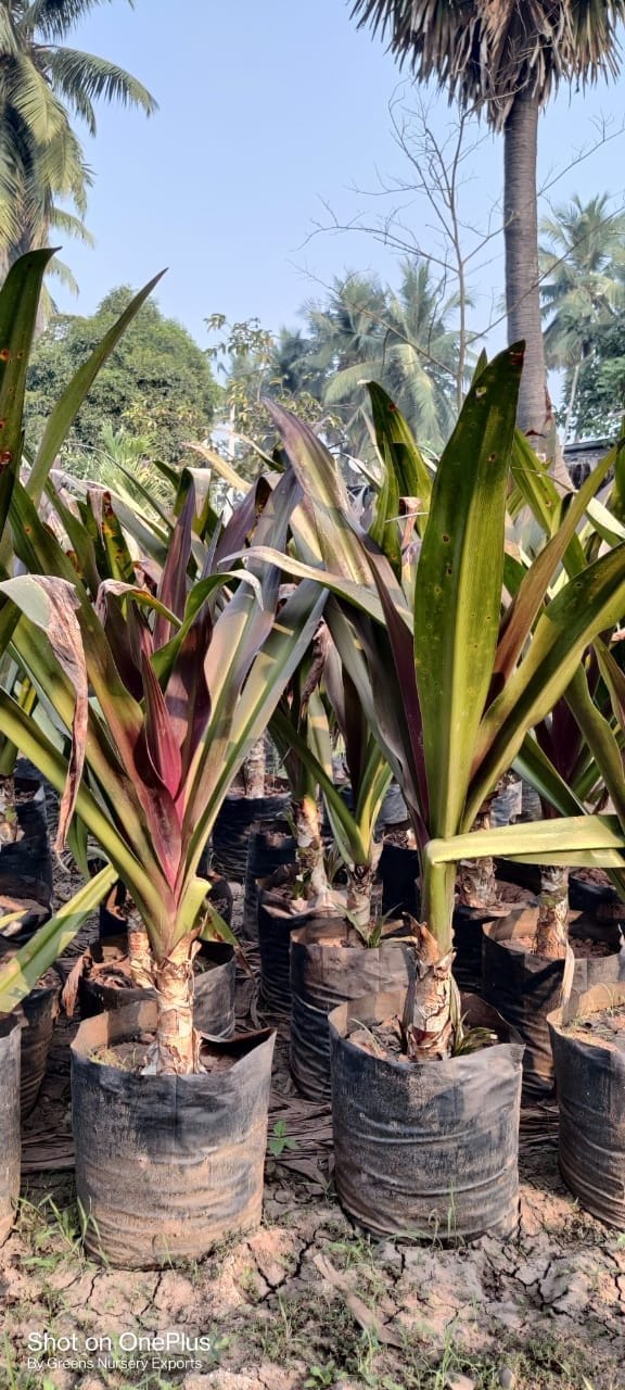 Crinum Lily – Bulk Ornamental Foliage Plant Supplier