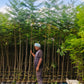 Forest Tree Nursery in Saharanpur | Wholesale Forest Tree Supplier in Saharanpur | Saharanpur Nursery