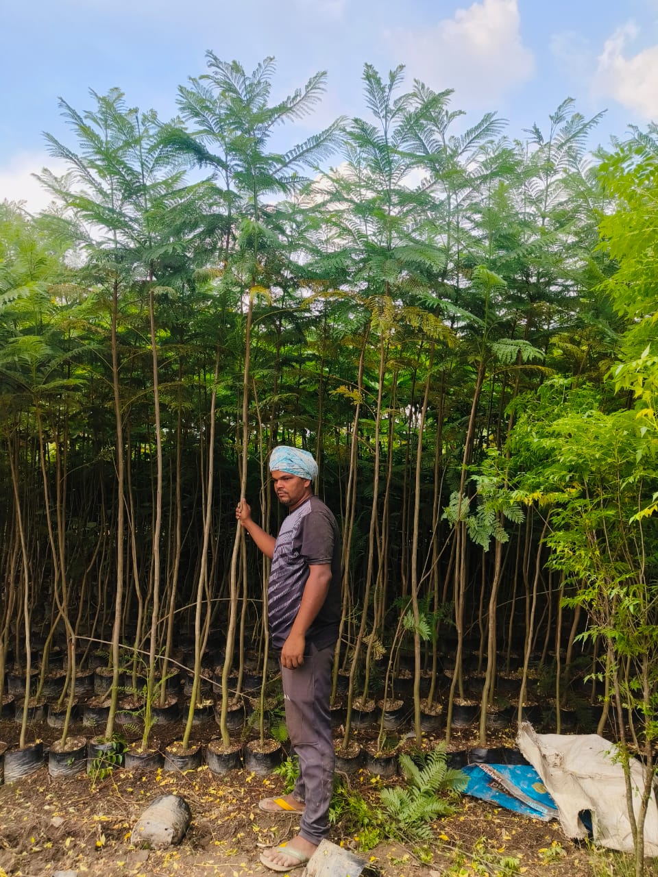 Forest Tree Nursery in Saharanpur | Wholesale Forest Tree Supplier in Saharanpur | Saharanpur Nursery