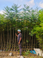 Forest Plant Nursery in Gajraula | Wholesale Forest Plant Supplier in Gajraula | Saharanpur Nursery