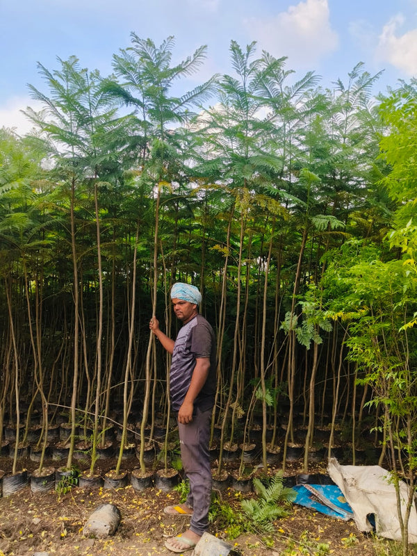 Forest Tree Supplier in Gajraula: Saharanpur Nursery