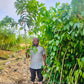 Forest Tree Nursery in Saharanpur | Wholesale Forest Tree Supplier in Saharanpur | Saharanpur Nursery