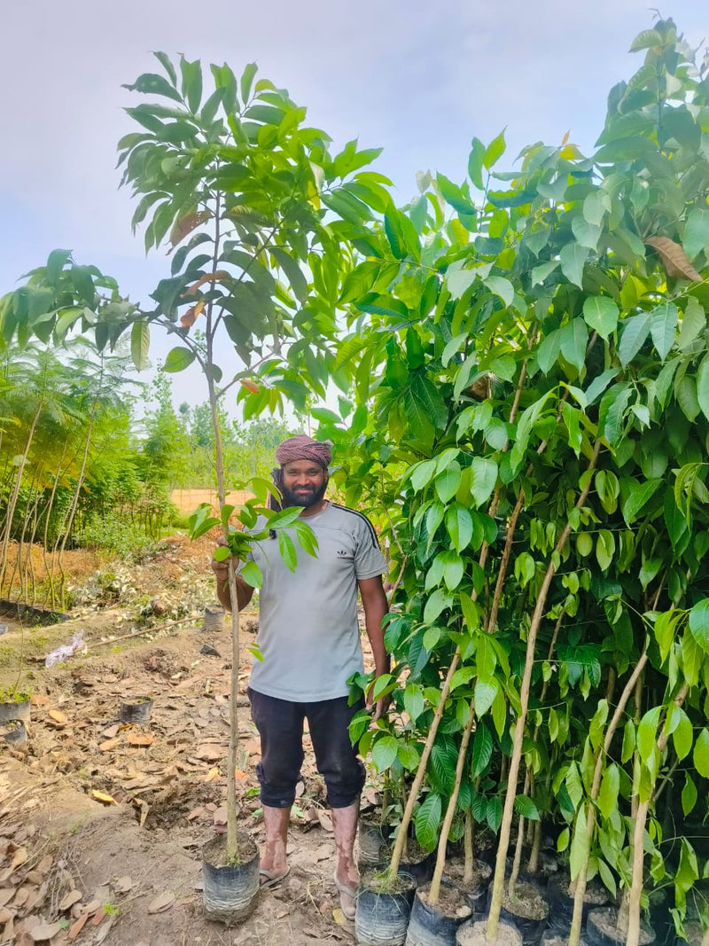 Timber Tree Supplier in Gajraula: Saharanpur Nursery