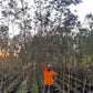 Forest Tree Nursery in Saharanpur | Wholesale Forest Tree Supplier in Saharanpur | Saharanpur Nursery