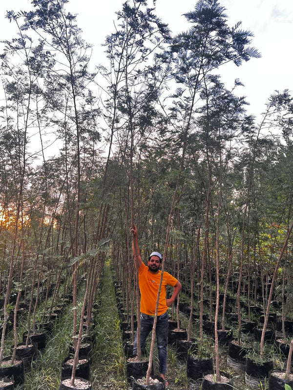 Bulk Timber Tree Supplier in Saharanpur: Saharanpur Nursery