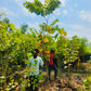 Forest Tree Nursery in Saharanpur | Wholesale Forest Tree Supplier in Saharanpur | Saharanpur Nursery