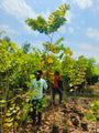 Forest Plant Nursery in Gajraula | Wholesale Forest Plant Supplier in Gajraula | Saharanpur Nursery
