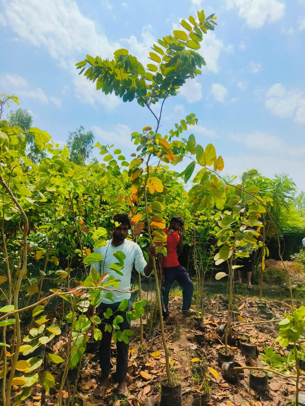 Forest Tree Supplier in Saharanpur: Saharanpur Nursery