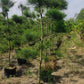Forest Tree Nursery in Saharanpur | Wholesale Forest Tree Supplier in Saharanpur | Saharanpur Nursery