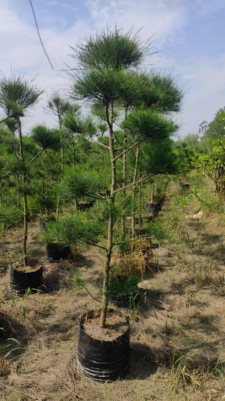Forest Tree Nursery in Saharanpur | Wholesale Forest Tree Supplier in Saharanpur | Saharanpur Nursery