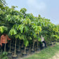 Forest Tree Nursery in Saharanpur | Wholesale Forest Tree Supplier in Saharanpur | Saharanpur Nursery
