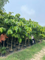 Forest Plant Nursery in Gajraula | Wholesale Forest Plant Supplier in Gajraula | Saharanpur Nursery