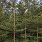 Forest Tree Nursery in Saharanpur | Wholesale Forest Tree Supplier in Saharanpur | Saharanpur Nursery