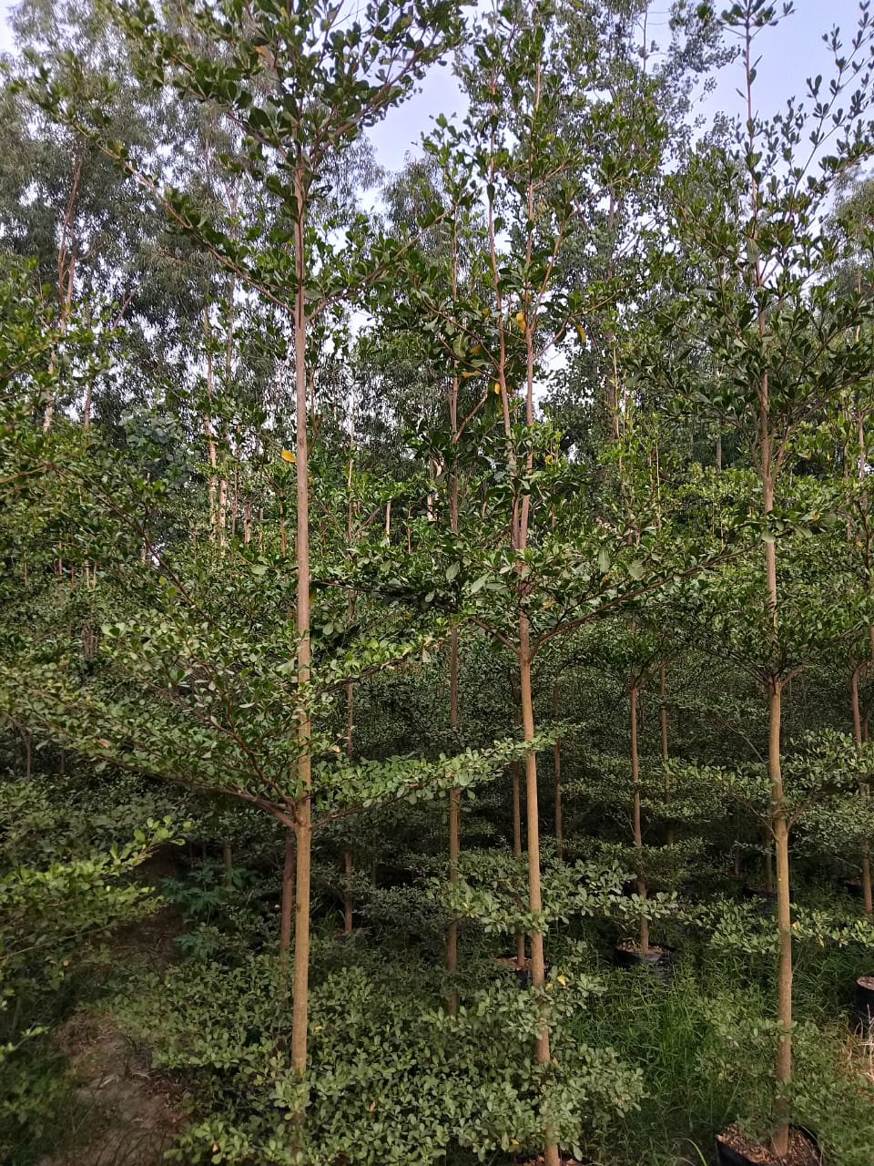 Forest Tree Nursery in Saharanpur | Wholesale Forest Tree Supplier in Saharanpur | Saharanpur Nursery