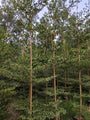 Forest Plant Nursery in Gajraula | Wholesale Forest Plant Supplier in Gajraula | Saharanpur Nursery