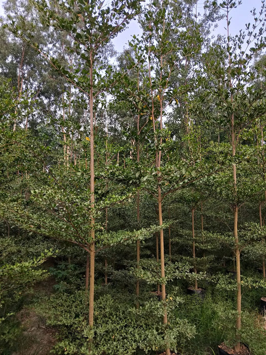 Bulk Forest Tree Supplier in Gajraula: Saharanpur Nursery