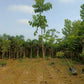 Forest Tree Nursery in Saharanpur | Wholesale Forest Tree Supplier in Saharanpur | Saharanpur Nursery