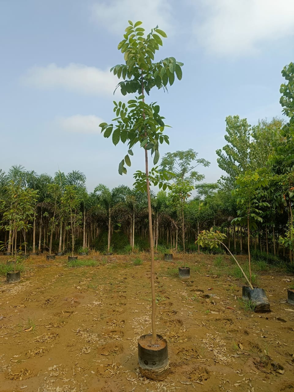 Forest Tree Nursery in Saharanpur | Wholesale Forest Tree Supplier in Saharanpur | Saharanpur Nursery