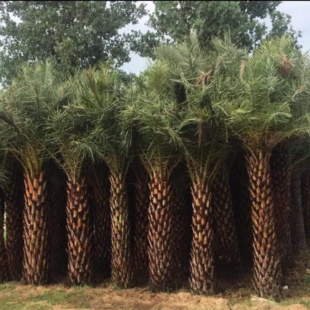 Bulk Date Palm Tree Supplier in India – Premium Quality Date Palm Tree | Saharanpur Nursery