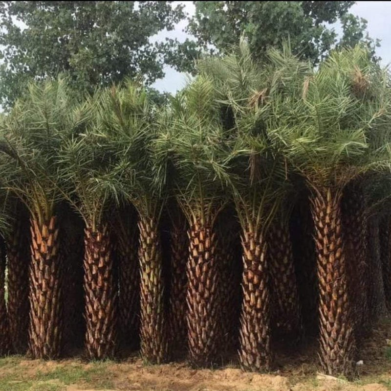 Wholesale Date Palm Tree Supplier in Paonta Sahib  – Premium Quality Date Palm Tree | Saharanpur Nursery