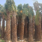 Bulk Date Palm Tree Supplier in India – Premium Quality Date Palm Tree | Saharanpur Nursery