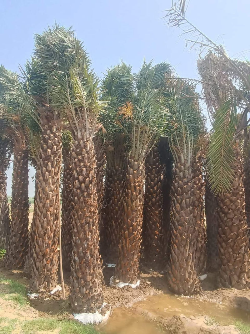 Wholesale Date Palm Tree Supplier in Paonta Sahib  – Premium Quality Date Palm Tree | Saharanpur Nursery