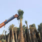Bulk Date Palm Tree Supplier in India – Premium Quality Date Palm Tree | Saharanpur Nursery