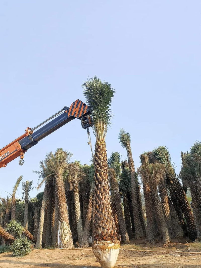 Wholesale Date Palm Tree Supplier in Paonta Sahib  – Premium Quality Date Palm Tree | Saharanpur Nursery