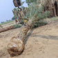Bulk Date Palm Tree Supplier in India – Premium Quality Date Palm Tree | Saharanpur Nursery