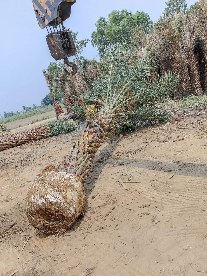 Wholesale Date Palm Tree Supplier in Paonta Sahib  – Premium Quality Date Palm Tree | Saharanpur Nursery