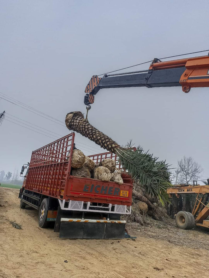 Wholesale Date Palm Tree Supplier in Paonta Sahib  – Premium Quality Date Palm Tree | Saharanpur Nursery