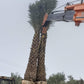 Bulk Date Palm Tree Supplier in India – Premium Quality Date Palm Tree | Saharanpur Nursery