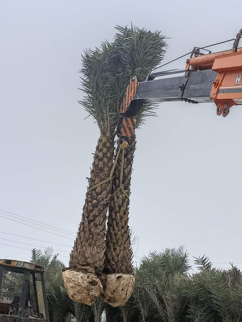 Wholesale Date Palm Tree Supplier in Paonta Sahib  – Premium Quality Date Palm Tree | Saharanpur Nursery