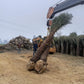 Bulk Date Palm Tree Supplier in India – Premium Quality Date Palm Tree | Saharanpur Nursery