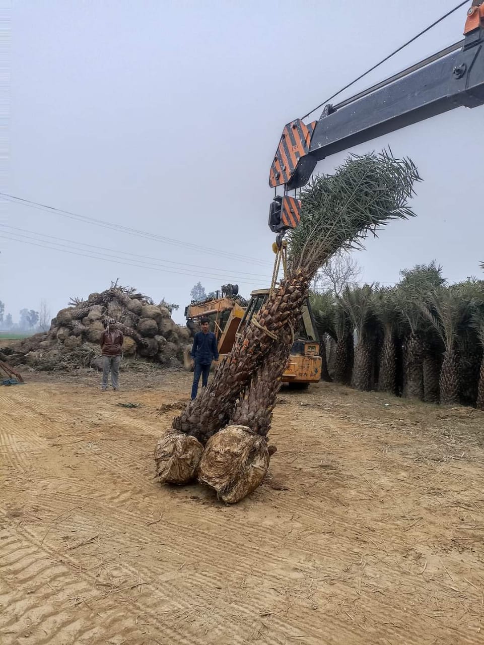 Bulk Date Palm Tree Supplier in India – Premium Quality Date Palm Tree | Saharanpur Nursery