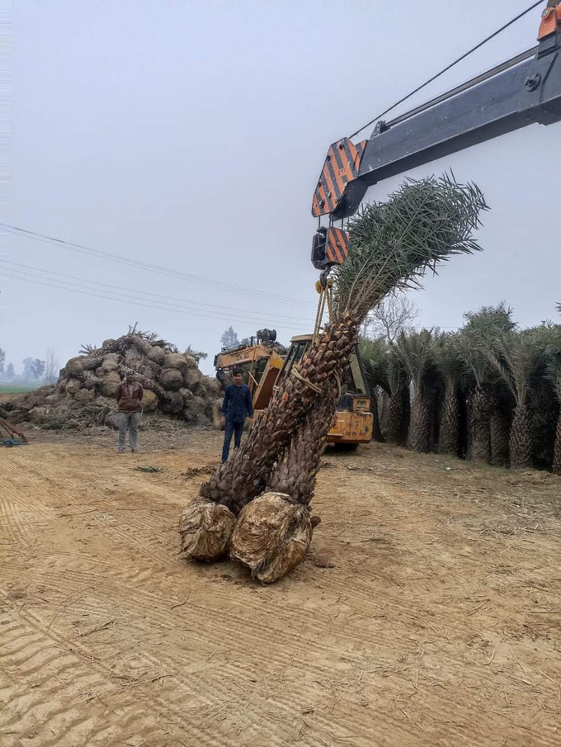 Wholesale Date Palm Tree Supplier in Paonta Sahib  – Premium Quality Date Palm Tree | Saharanpur Nursery