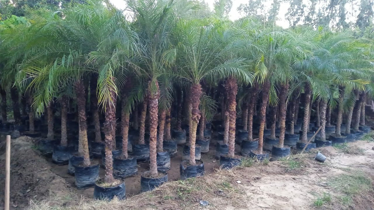 phoenix palm plant Phoenix Palm — Saharanpur Nursery