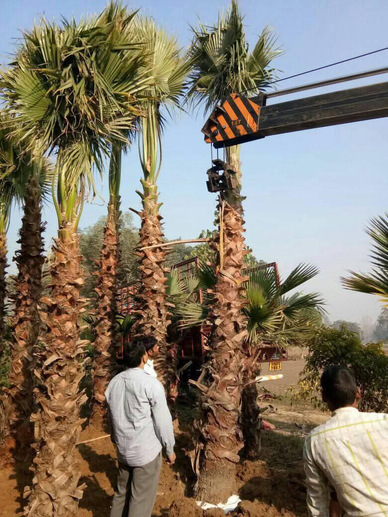 Washingtonia Palm in Gajraula at Wholesale Price | Washingtonia robusta | Mexican Fan Palm | Saharanpur Nursery